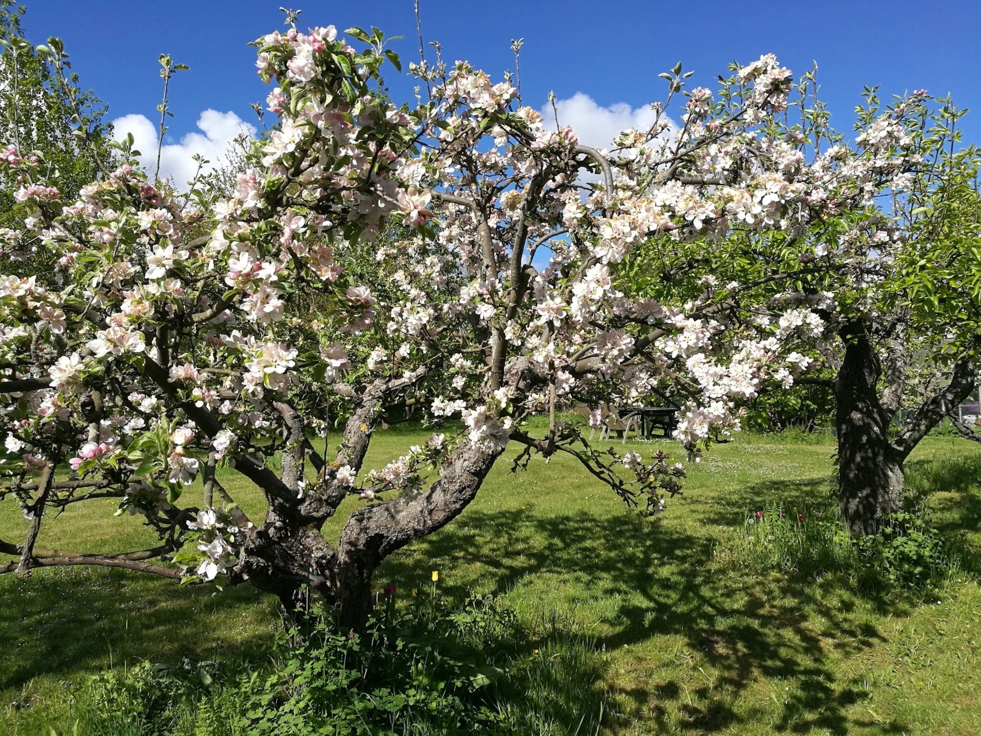 Säljarens bild