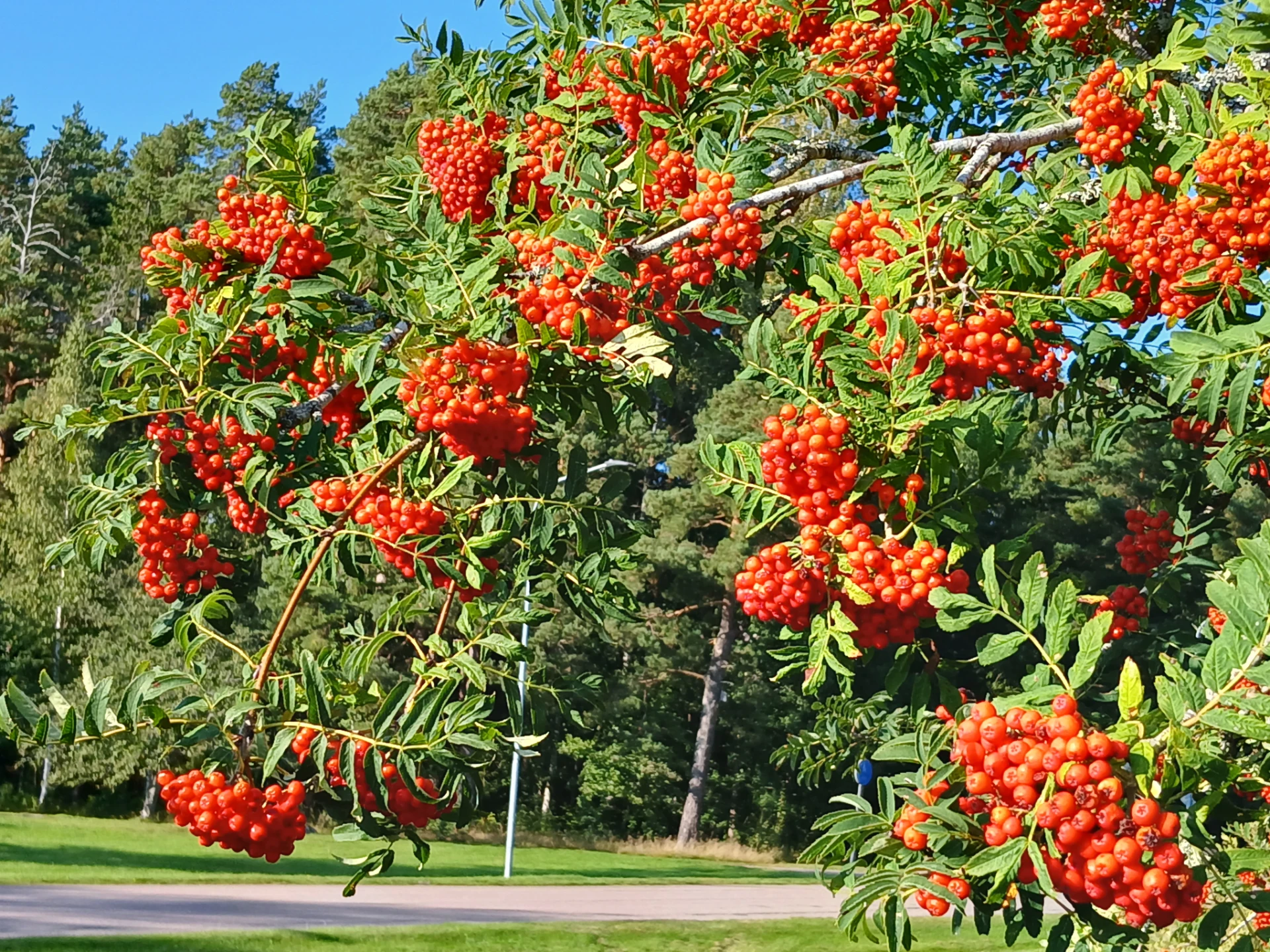 Säljarens bild