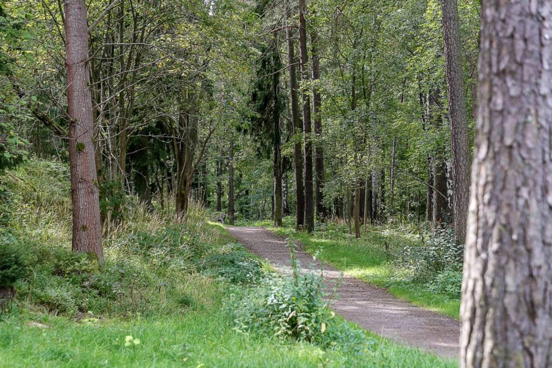 Majroskogen utanför porten