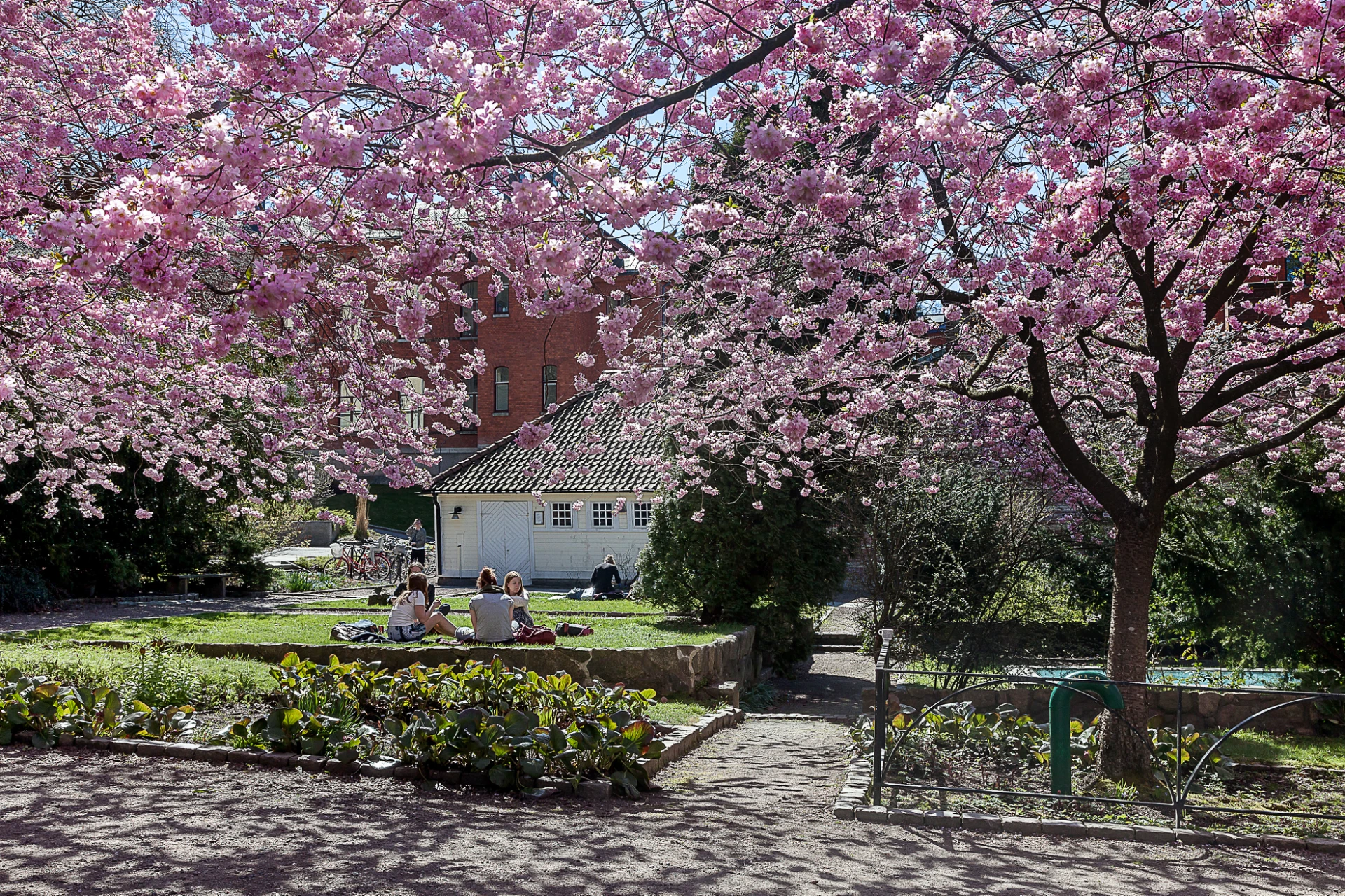 Körsbärsträden i full blom i Seminarieparken