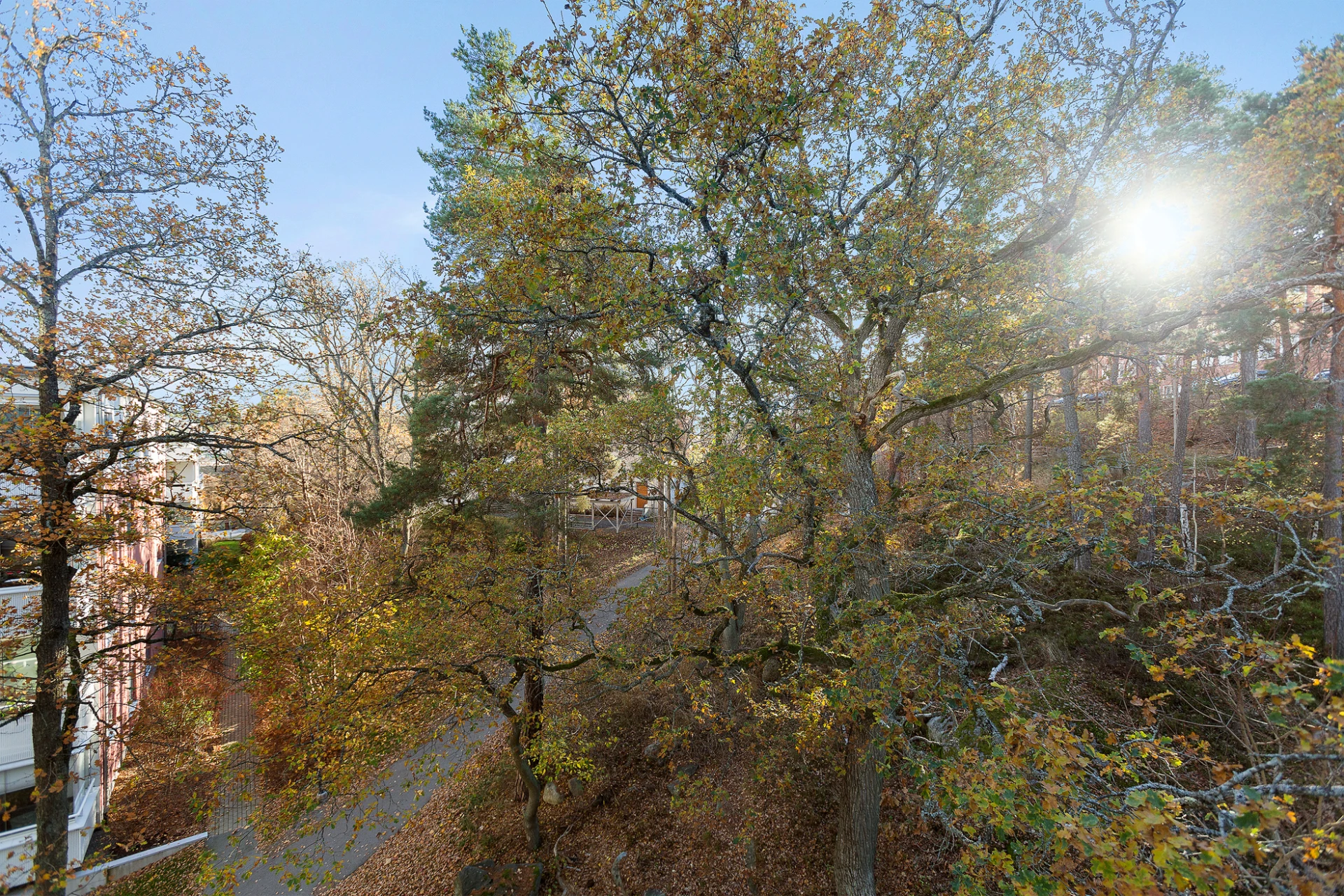 Utsikt över skogen