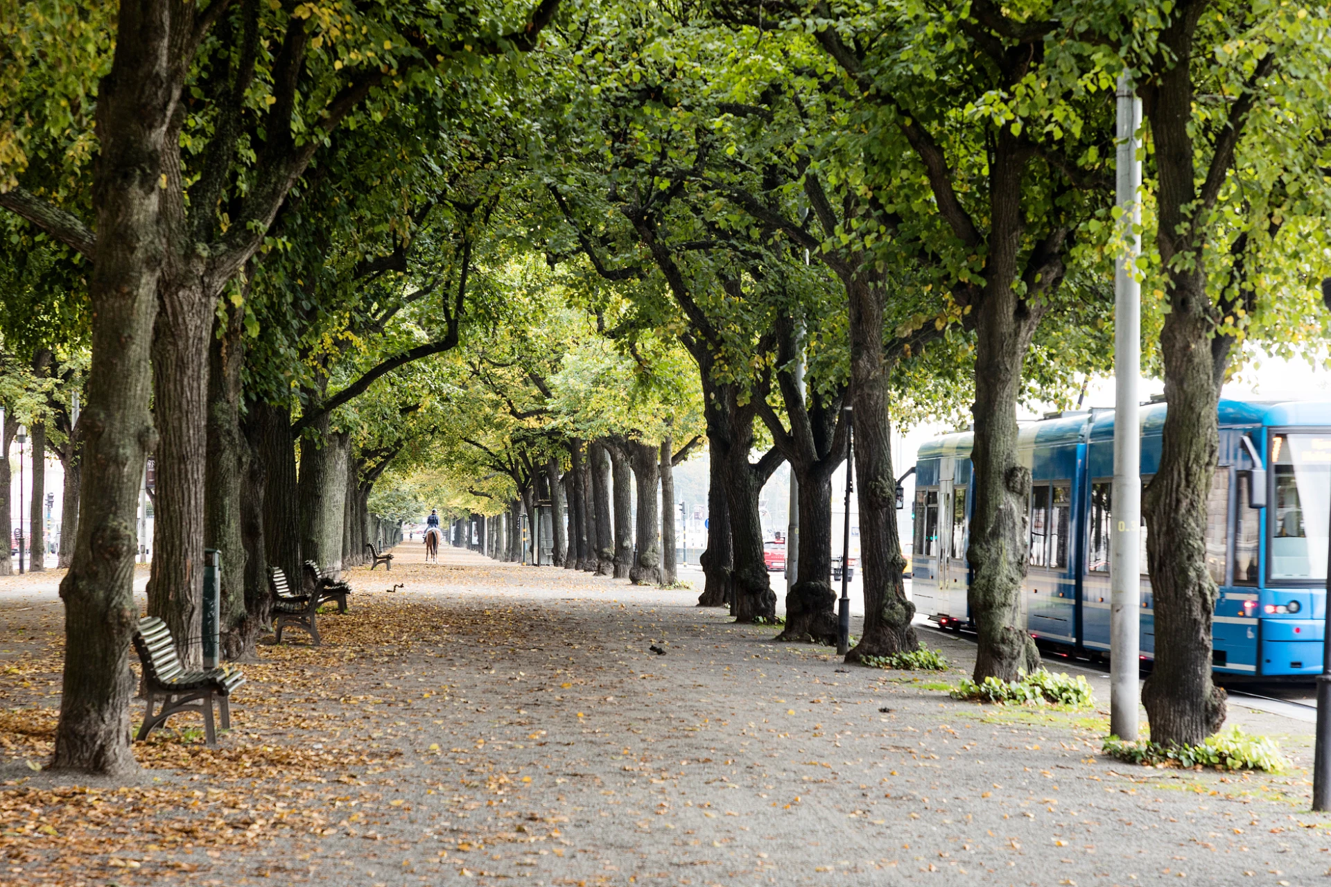 Strandvägen allé