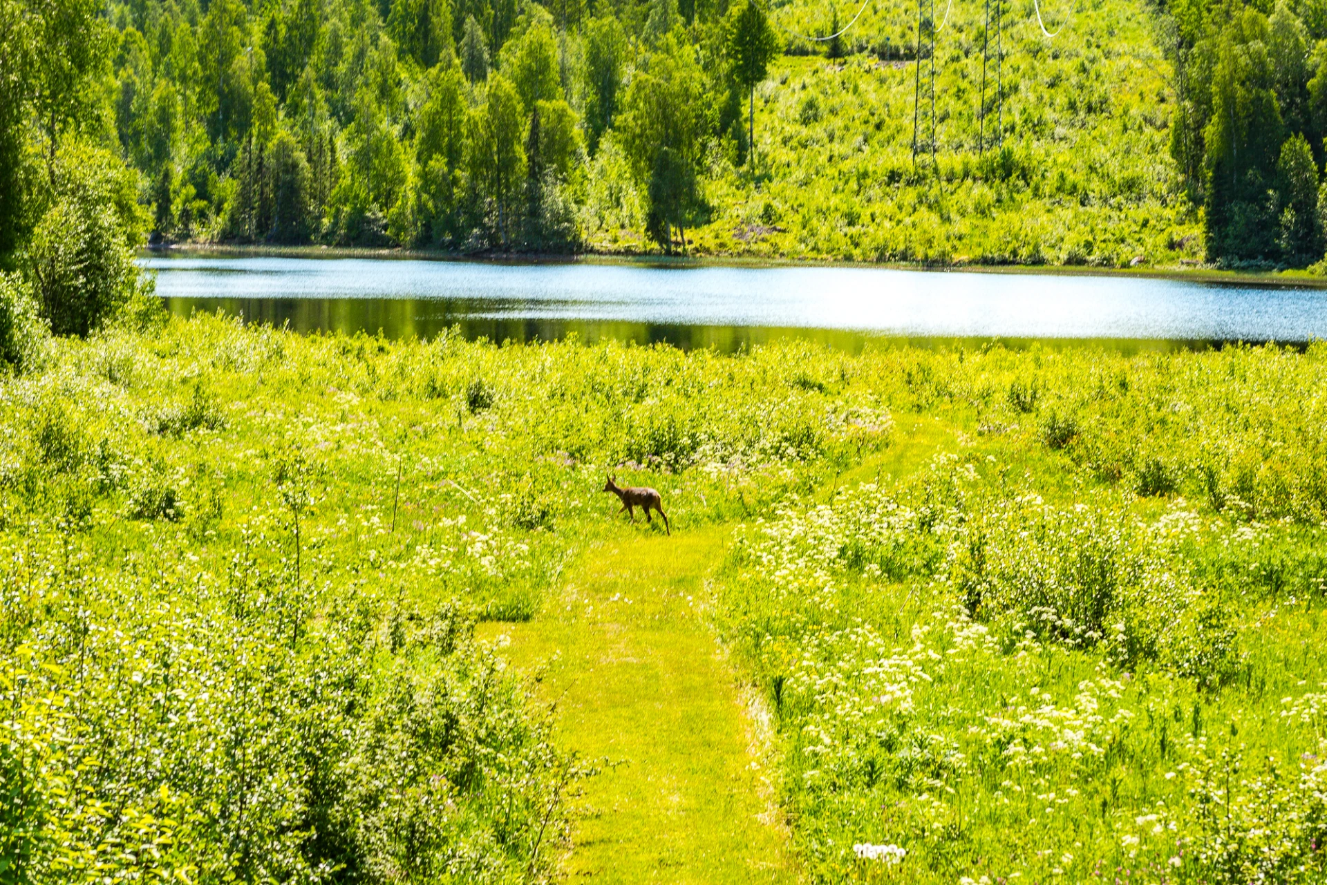 Vägen till sjön