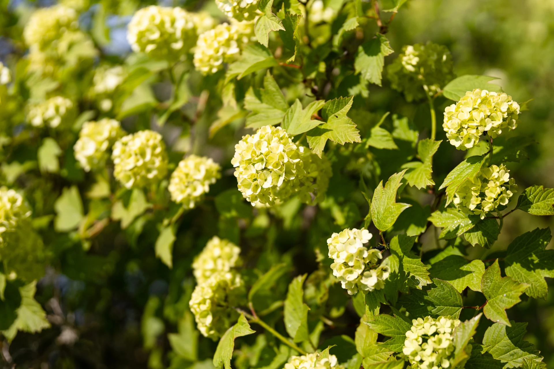 Blommor i trädgården