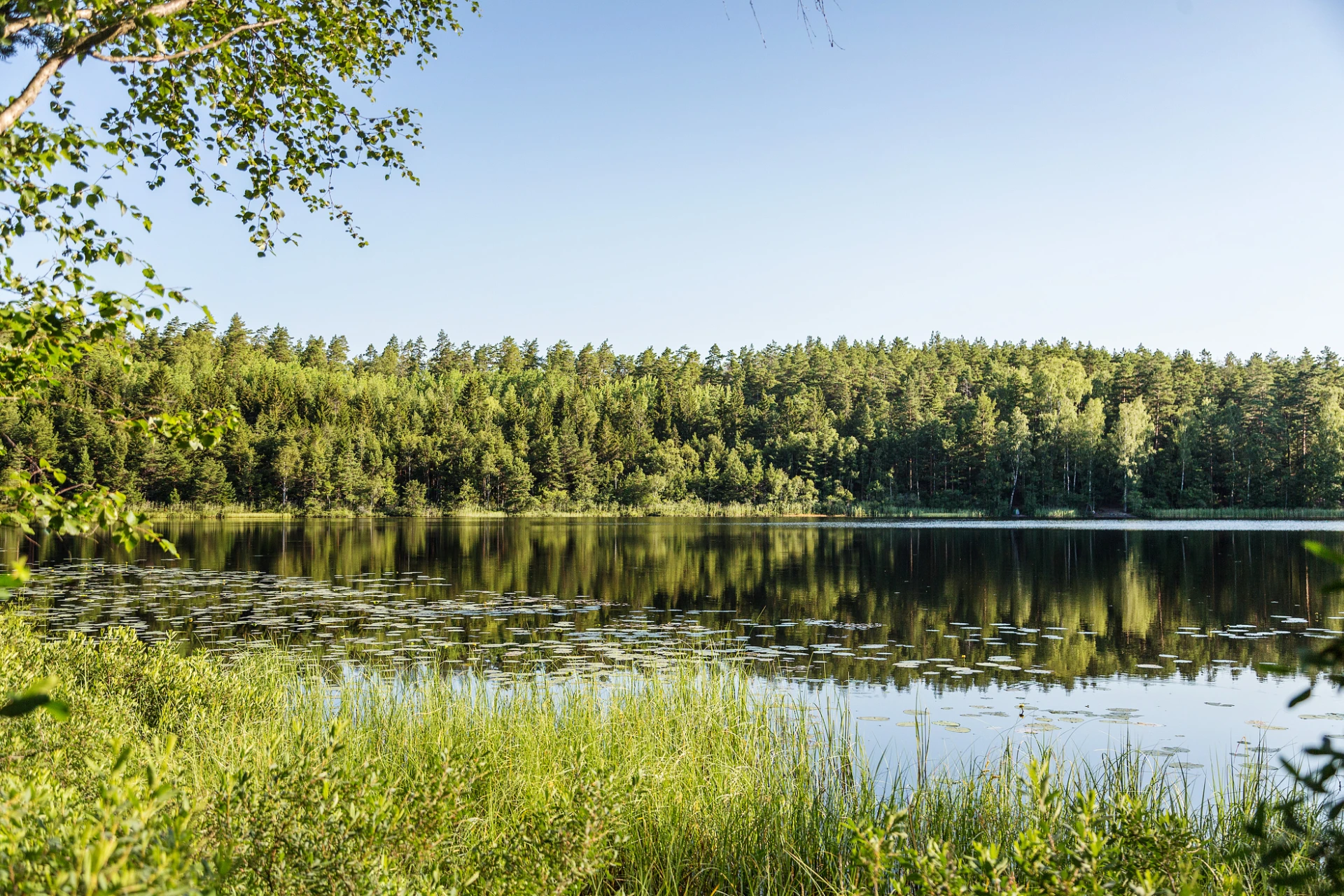 Skogen runt Strålsjön
