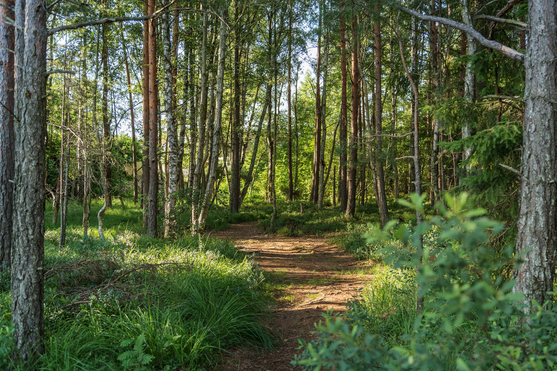 Skogen runt Strålsjön