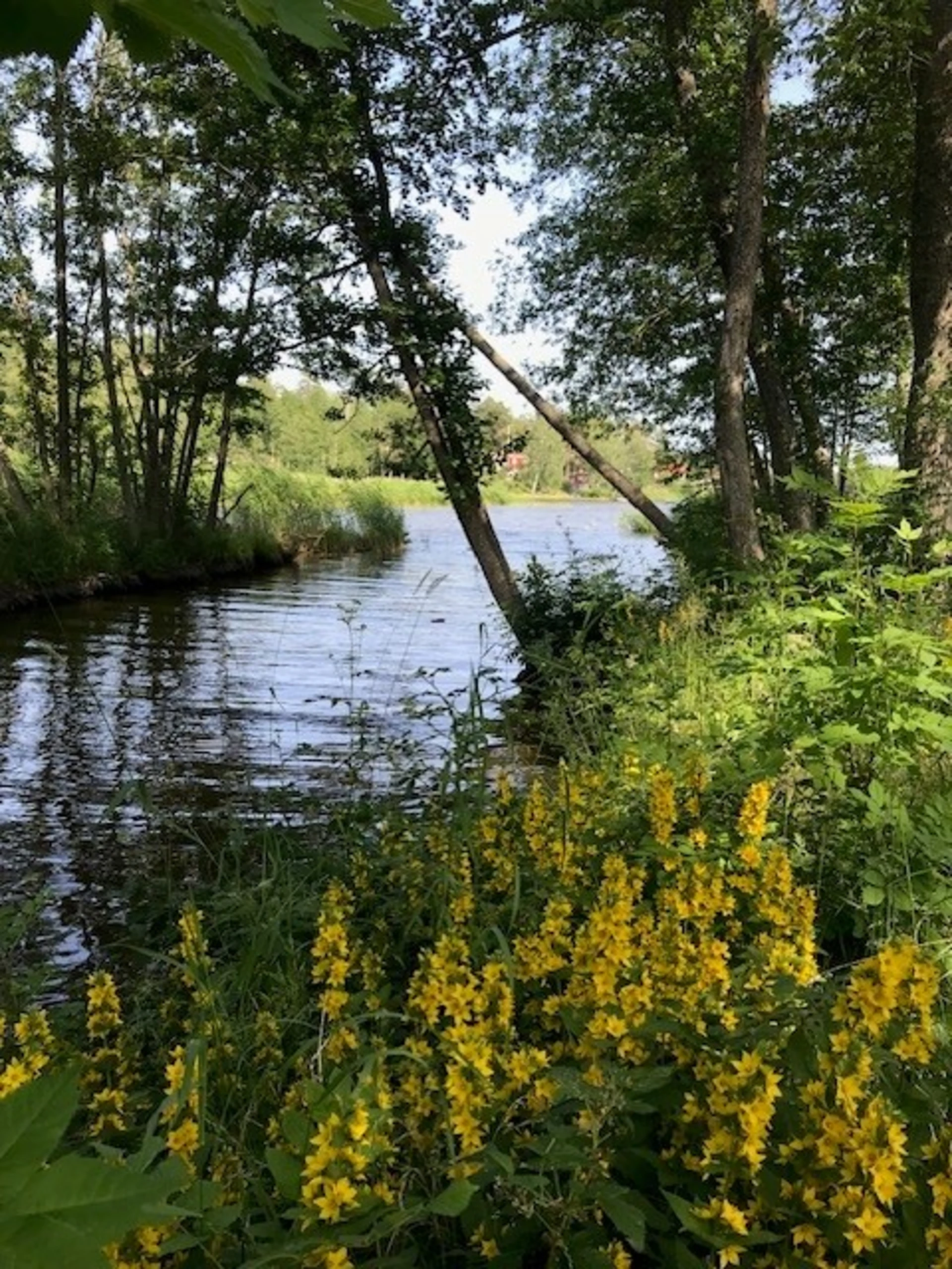 Ån nedanför från sjön till havet