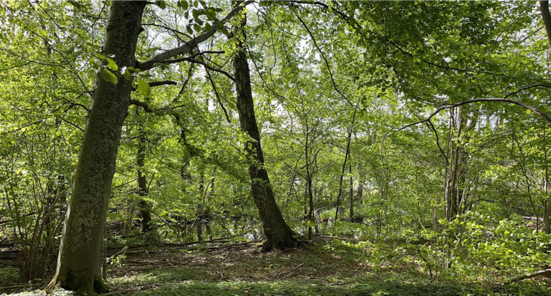 Underbar miljö i närområdet